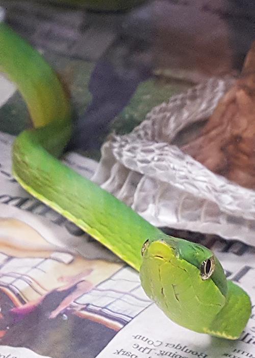 绿色Vine蛇